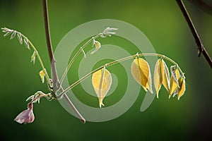 Wistaria bloosom in spring