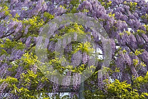 Wisteria