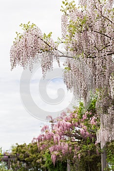 Wisteria