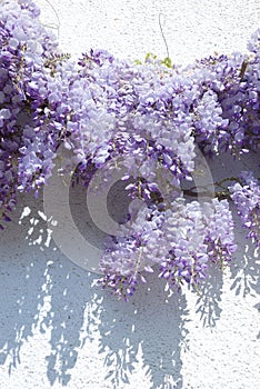 Wisteria