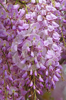 Wisteria