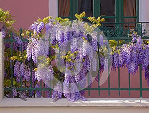 Wisteria photo