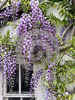 Wisteria above window