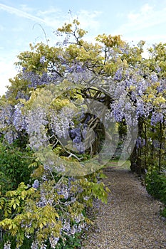 Wisteria arch at Greys Court photo