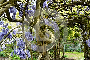 Wisteria arch at Greys Court photo