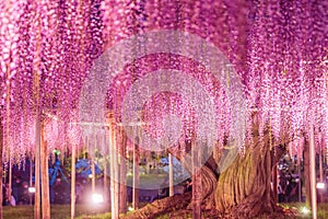 Wisteria at Ashikaga Flower Park 2023