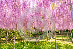 Wisteria at Ashikaga Flower Park