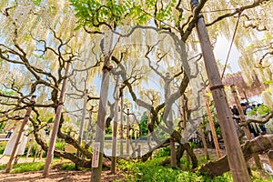 Wisteria at Ashikaga Flower Park