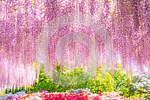 Wisteria at Ashikaga Flower Park