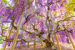 Wisteria at Ashikaga Flower Park