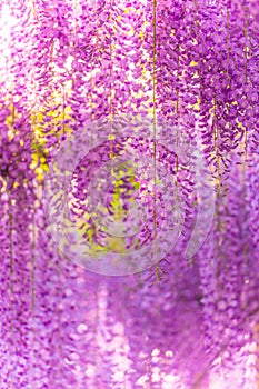 Wisteria at Ashikaga Flower Park