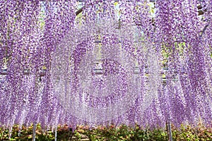 Wisteria bloomimg