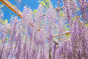 Wisteria bloomimg in end of spring season