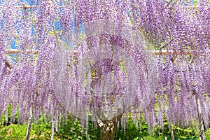 Wisteria bloomimg in end of spring season