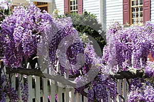 Wisteria Blooming in Williamsburg in Springtime