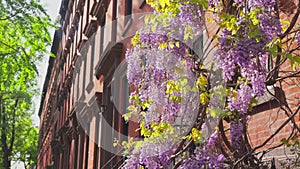 Wisteria blooms among Fresh Green around the Abe Lebewohl Triangle in East Village on 2024