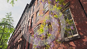 Wisteria blooms among Fresh Green around the Abe Lebewohl Triangle in East Village on 2024