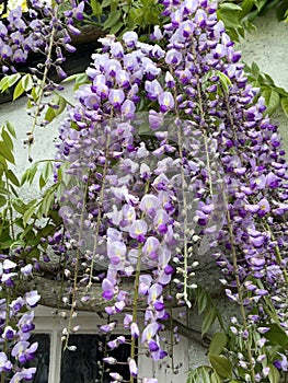 Wisteria blooms by window