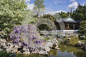 Wisteria blossom in Chinese Garden of Huntington Library photo