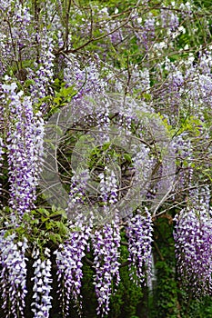 Wisteria blossom in springtime. close up of beautiful Wisteria flower at Garden. warm may weather. Blooming wisteria in spring,