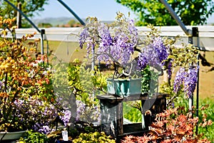 Wisteria bonsai