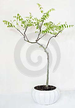 Wisteria Bonsai Tree with Spring Foliage and Beginning Flower Buds