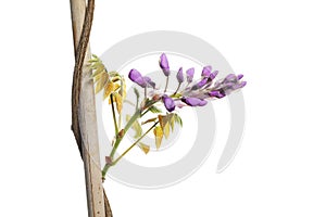 Wisteria on a cane