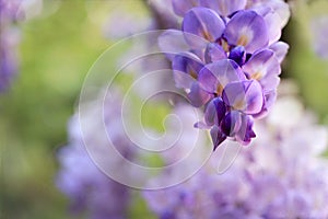 Wisteria clusters of purple lilac flowers during spring photo