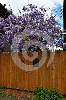 Wisteria in a courtyard of a house