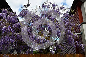 Wisteria in a courtyard of a house