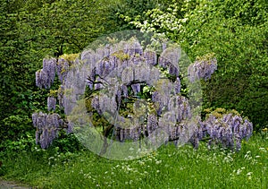 Wisteria Floribunda.