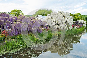 Wisteria flower