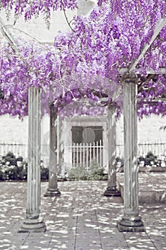 Wisteria flower arch with white column, spring purple park, natural lilac background.