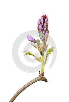 Wisteria flower buds