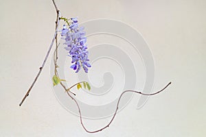 Wisteria flower escaped on a vine photo