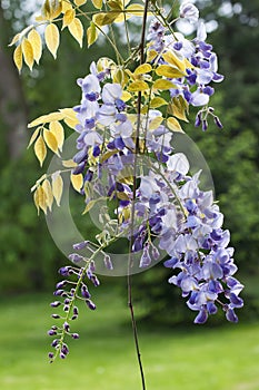 Wisteria flower in garden