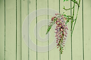 Wisteria flower on green background