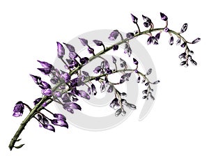 Wisteria flower a thin twig with closed buds that have not yet opened