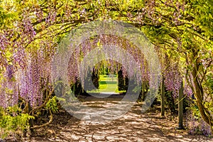 Wisteria Flower Tunnel, Hampton Court Castle, Herefordshire, England.