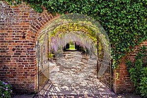 Wisteria Flower Tunnel, Hampton Court Castle, Herefordshire, England. photo