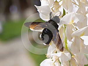 Wisteria flowering plants in white and insects.