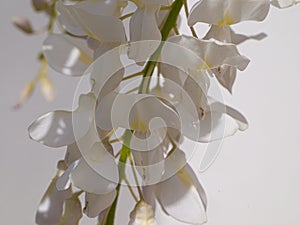 Wisteria flowering plants in white and insects.