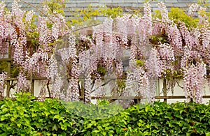 Wisteria flowers