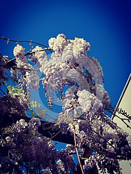 Wisteria flowers against blue sky