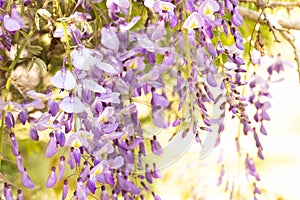 Wisteria Flowers Bloom In Sunny Garden