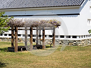 Wisteria flowers blooming on the grounds of Ozu castle