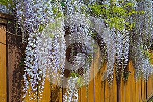 Wisteria Flowers Blooming over Wood Fence in Springtime