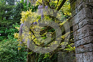 Wisteria Flowers Blooming on Trellis with Stone Columns