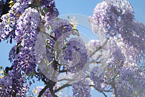 Wisteria flowers on blue background.