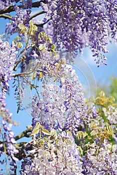 Wisteria flowers on blue background.